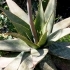 Aloe macrocarpa
